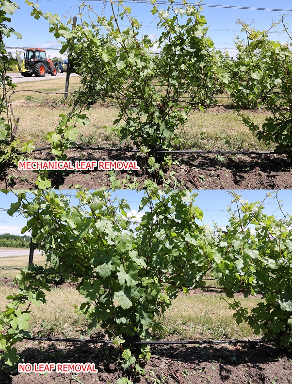 Research - mechanical leaf removal